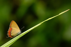 Heliophorus epicles
