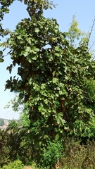 Butea monosperma monosperma