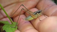 Pachytrachis gracilis