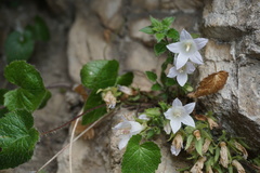 Campanula ossetica
