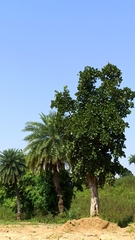 Butea monosperma lutea