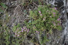 Thymus daghestanicus