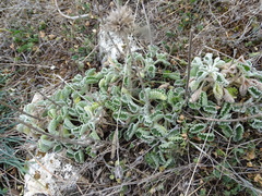 Marrubium supinum