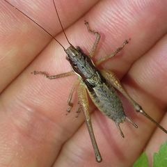 Pachytrachis gracilis