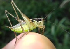 Pachytrachis gracilis