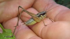 Pachytrachis gracilis