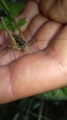 Pachytrachis gracilis