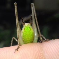 Pachytrachis gracilis