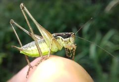 Pachytrachis gracilis