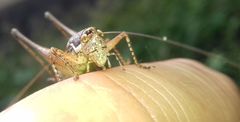 Pachytrachis gracilis