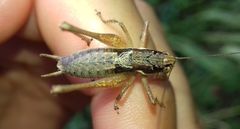 Pachytrachis gracilis