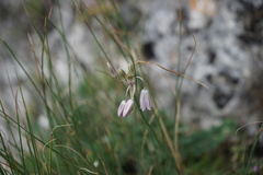 Allium kunthianum