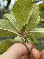Pisonia rotundata