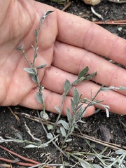 Evolvulus grisebachii