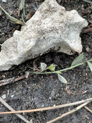 Evolvulus grisebachii