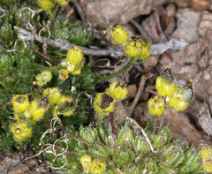 Cusickiella quadricostata