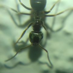 Lasius