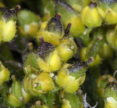 Cusickiella quadricostata