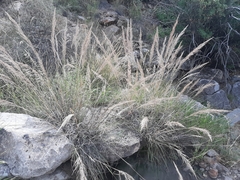Muhlenbergia emersleyi