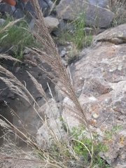 Muhlenbergia emersleyi