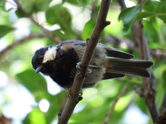 Periparus rufonuchalis