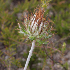 Berkheya barbata