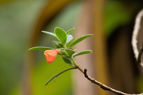 Nematanthus sericeus