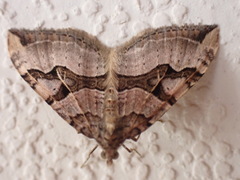 Xanthorhoe semifissata