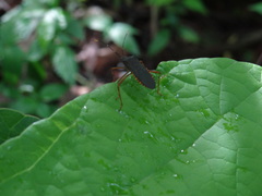 Leptoscelis elongator