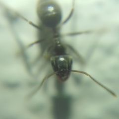 Lasius