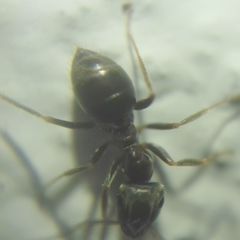 Lasius