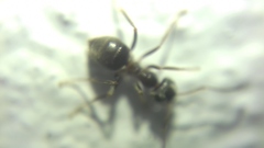 Lasius
