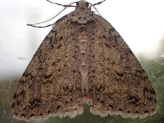 Pseudocoremia rudisata