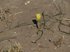 Zephyranthes filifolia