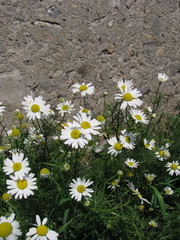 Tripleurospermum inodorum
