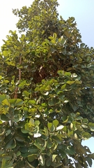 Butea monosperma monosperma