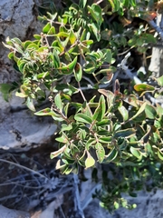 Rhus virens choriophylla