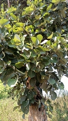 Butea monosperma monosperma