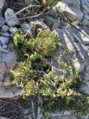 Rhus virens choriophylla