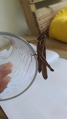 Schistocerca pallens