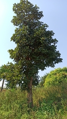 Butea monosperma monosperma