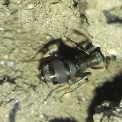 Formica