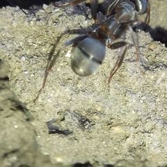Formica