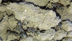 Formica