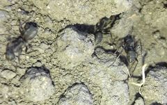 Formica