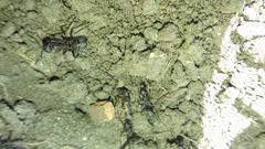 Formica