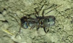 Formica
