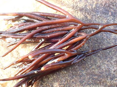 Furcellaria lumbricalis