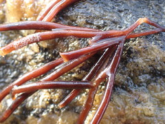 Furcellaria lumbricalis