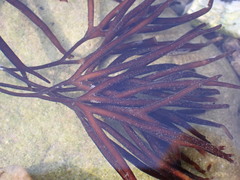 Furcellaria lumbricalis